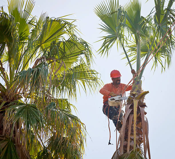 Best Affordable Tree Service  in Evergreen, MT